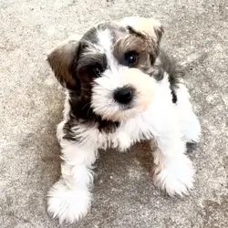 Miniature Schnauzer Bucket