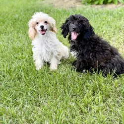 ShihPoo