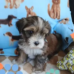brownie