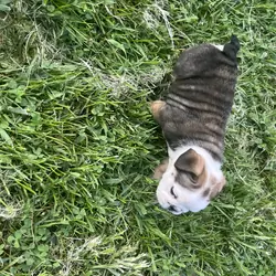 English Bulldog pup