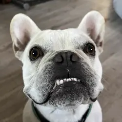 2 Years 3 Months French Bulldog