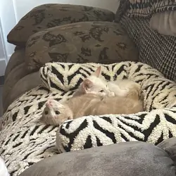 2 male kittens 3 months old
