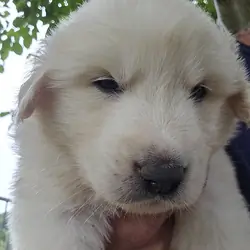 Great Pyrenees Puppies