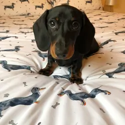 Wow Gorgeous Dachshund puppies