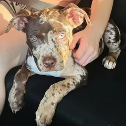 Puppy