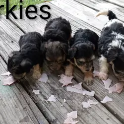 Morkie puppies
