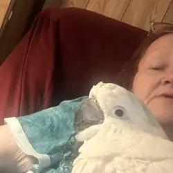 Sweet, Loving Umbrella Cockatoo Looking for Foreve