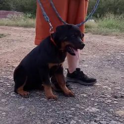 German Rottweiler