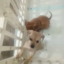Two girl chiweenies left