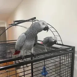 Breeding Pair Of Grey