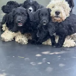 Borderdoodle pups