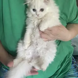 Persian kittens