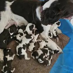 English springer spaniel