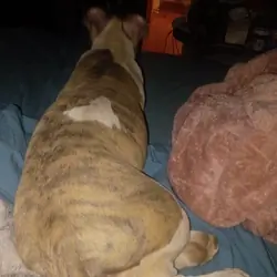 Bully pitbull puppy