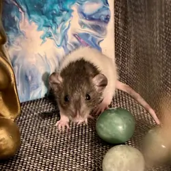 Dumbo-Eared Rat Babies Looking for Loving Homes!