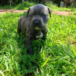 Classic American bullies