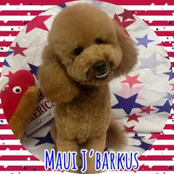 Meet Maui — A Sweet, Loving Mini Goldendoodle