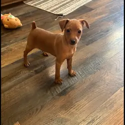 Miniature Pinscher puppy