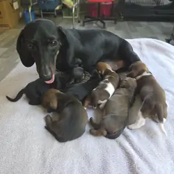 AKC registered Miniature Dachshund puppies