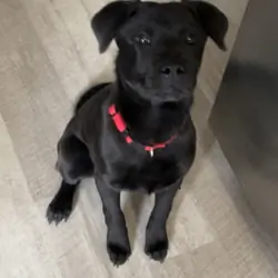 Chow chow MIX puppy
