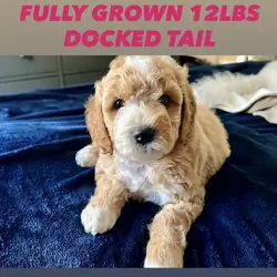 MINI POODLES