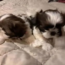 Purebred Shih Tzu Puppies 1  female 3  male