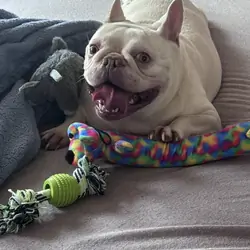 Adult female bulldog