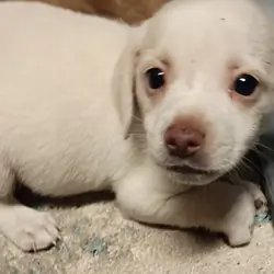 Chiweenies