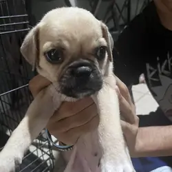 Pugs