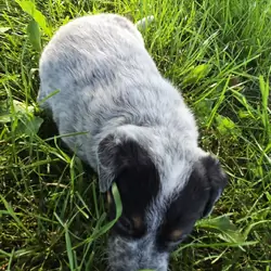 Blue Heeler puppies