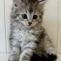 Kristails Siberian Cats VA, NC - kittens for sale