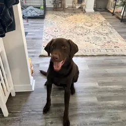 Chocolate lab