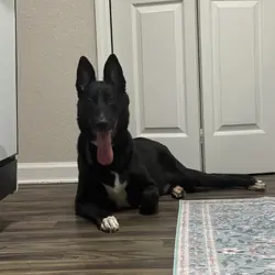 Dog