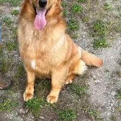AKC Golden retriever adult female