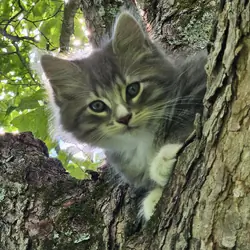 3 kittens -  2 male, 1 female