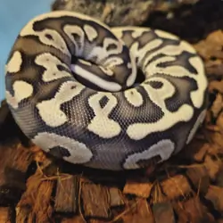 Ball python