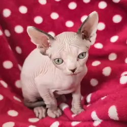Sphynx kittens