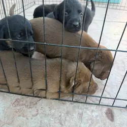 🐶 Adorable Lab / Retriever Mix Puppies