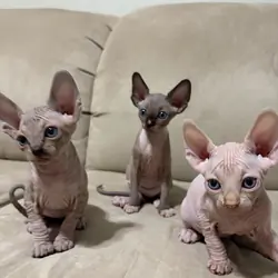 Sphynx Kittens