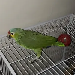 Amazon parrot