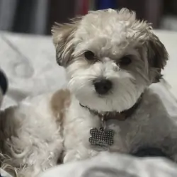 Beautiful Trained Maltipoo – Loving Companion