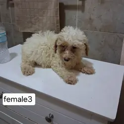 Miniature poodle puppies
