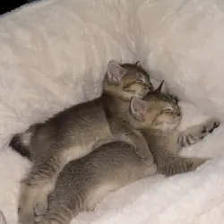 British Shorthair Kittens for Sale