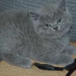 🐱✨ Beautiful British Shorthair Kittens Available