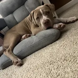 Puppy American bully