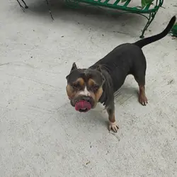 Male bully