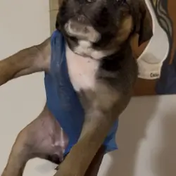 Cane Corso Puppy for Sale Charlotte, NC