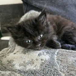 Ragcoon Kittens