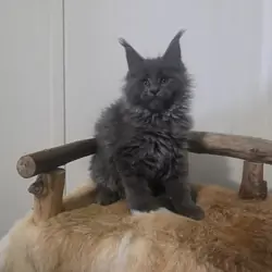 European Maine Coon kittens