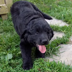 Male F1 Poodle mix puppy